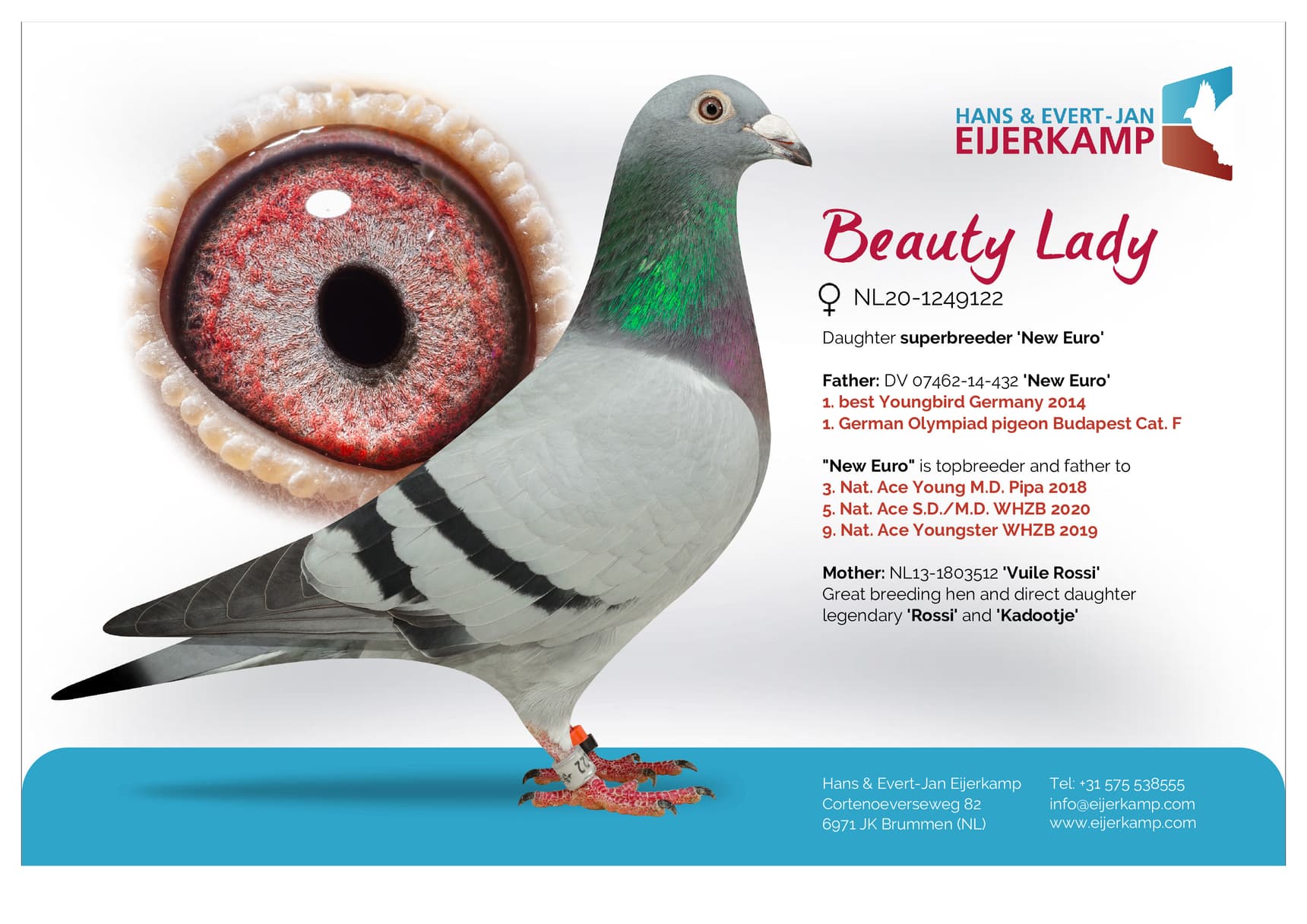 pigeon: Beauty Lady