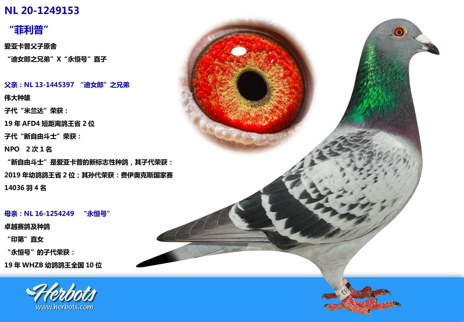 pigeon: undefined