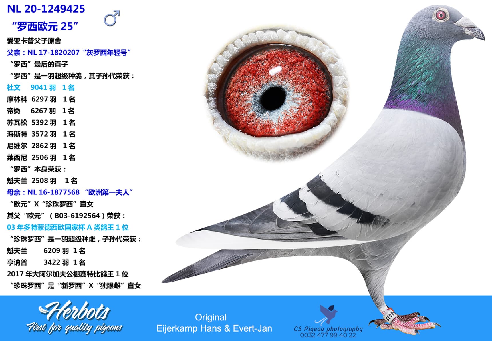 pigeon: undefined