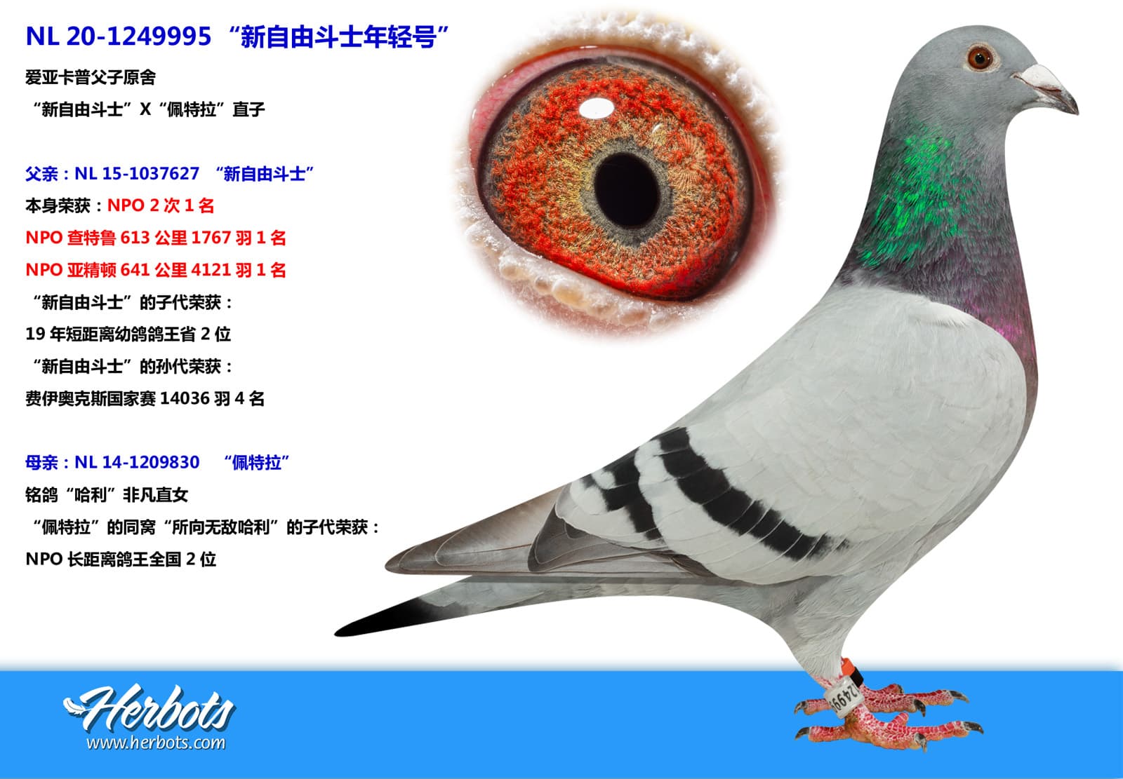 pigeon: undefined