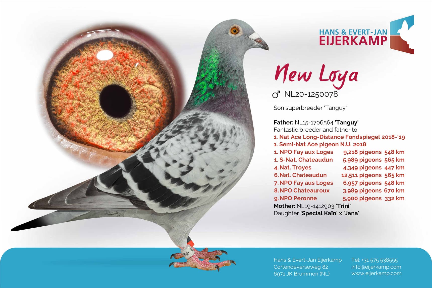 pigeon: New Loya