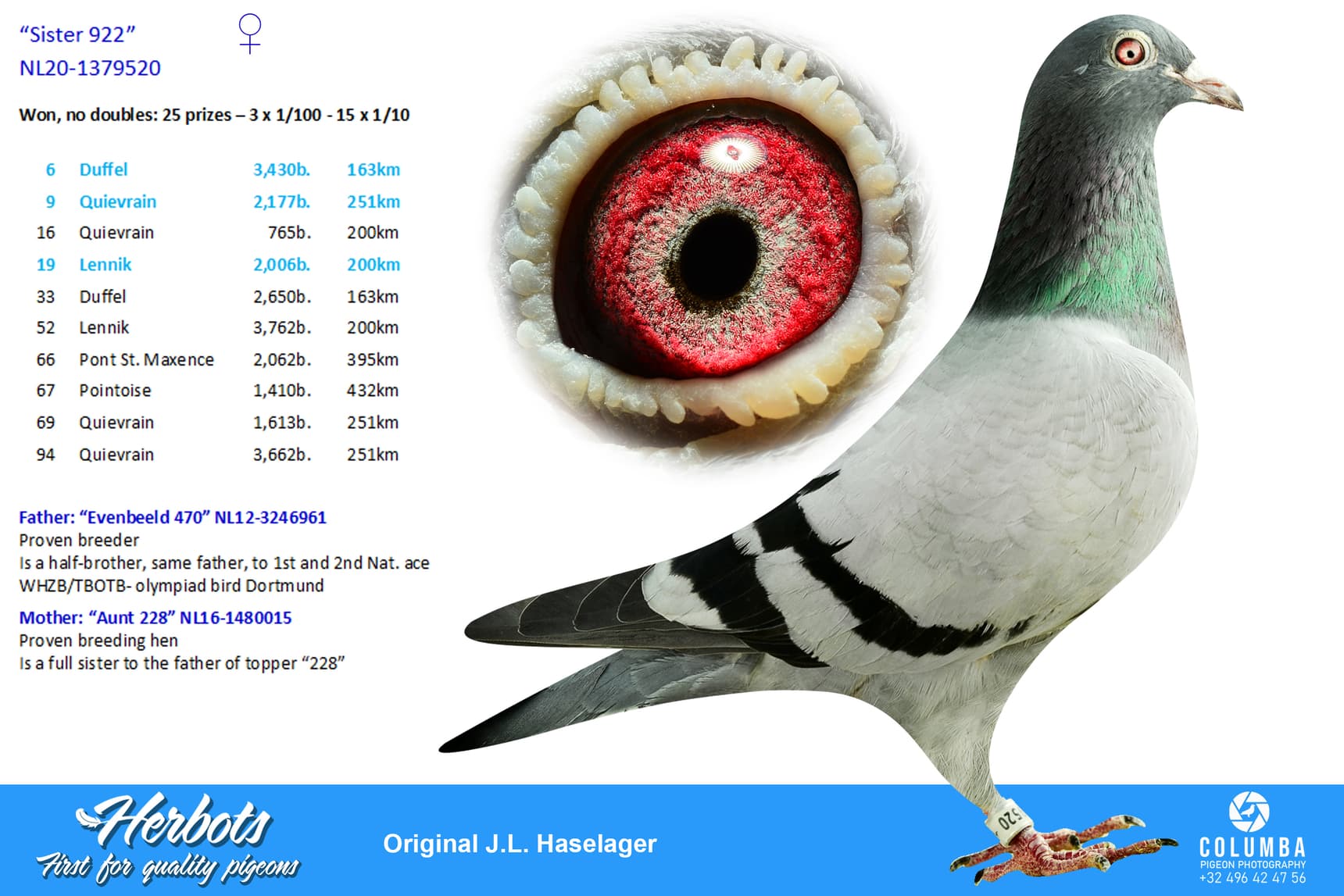 pigeon: undefined