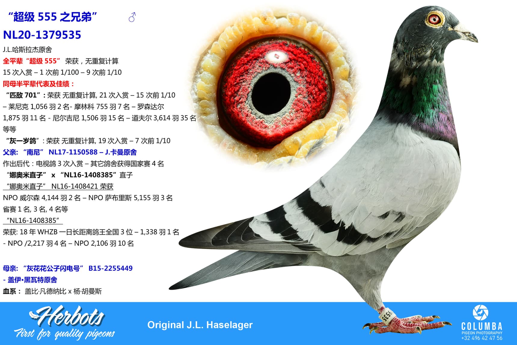 pigeon: undefined