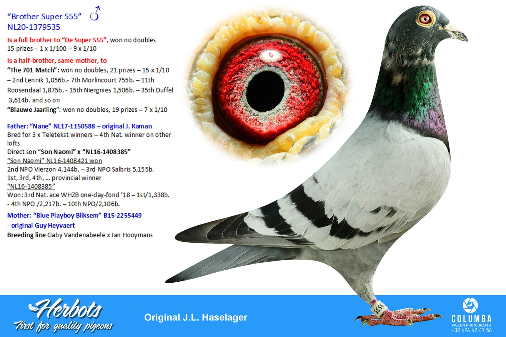 pigeon: undefined