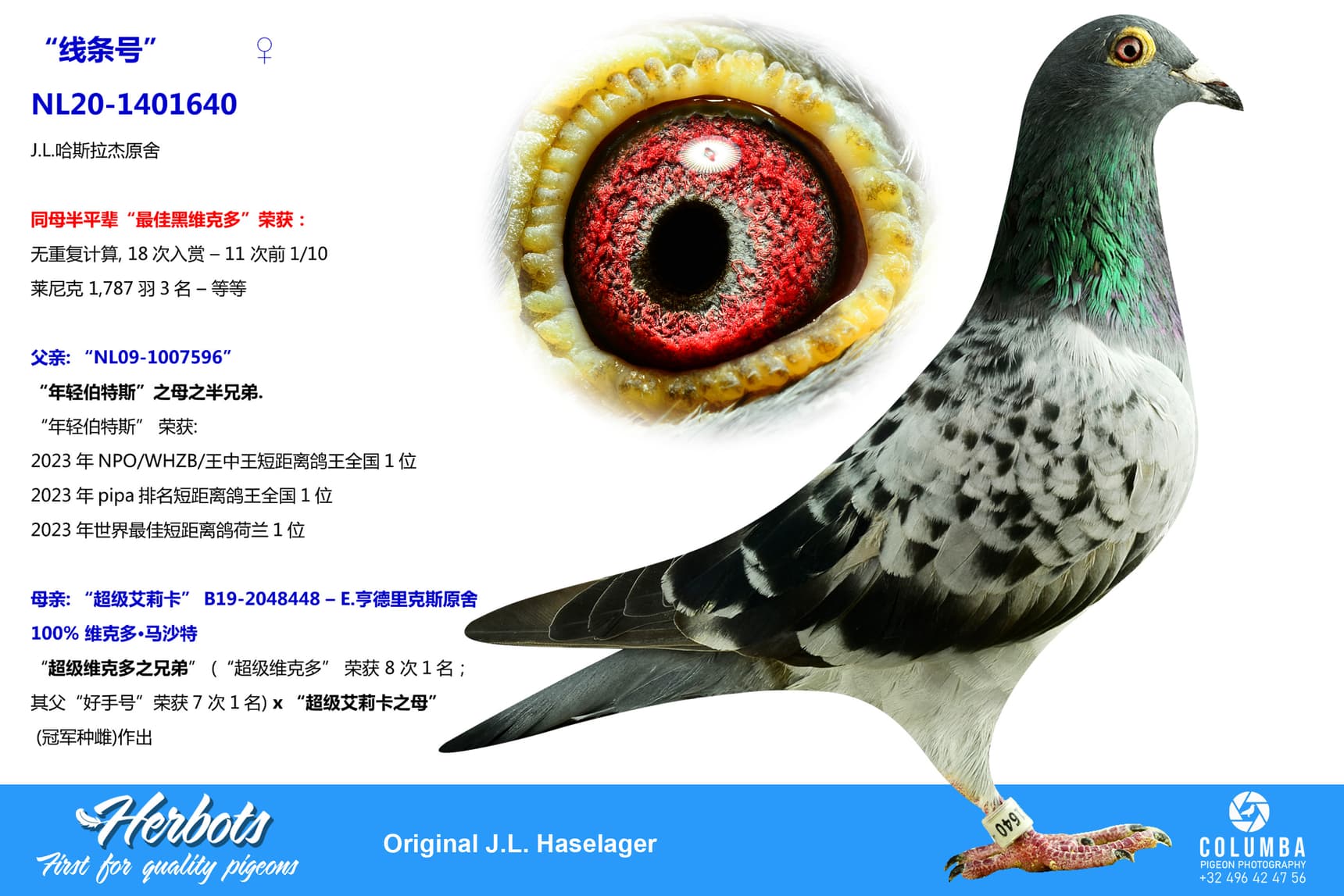 pigeon: undefined