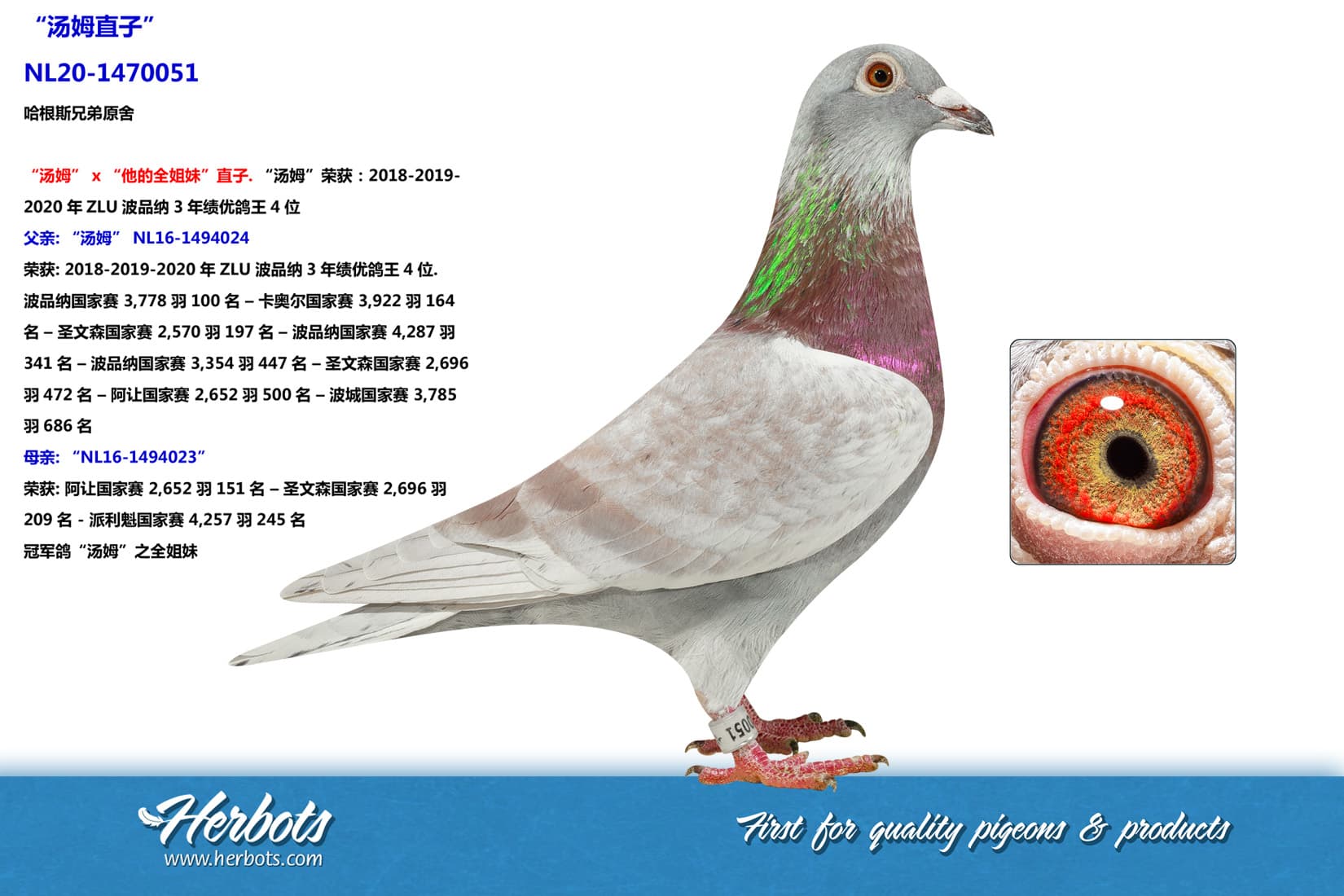 pigeon: undefined