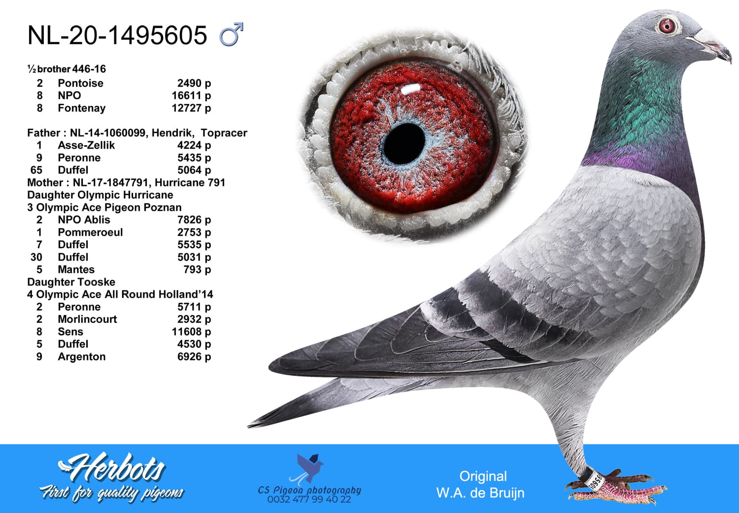 pigeon: undefined