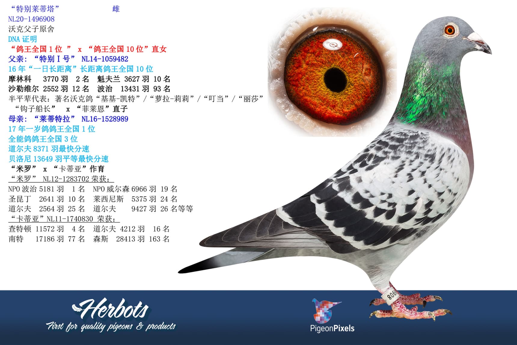 pigeon: “特别莱蒂塔”