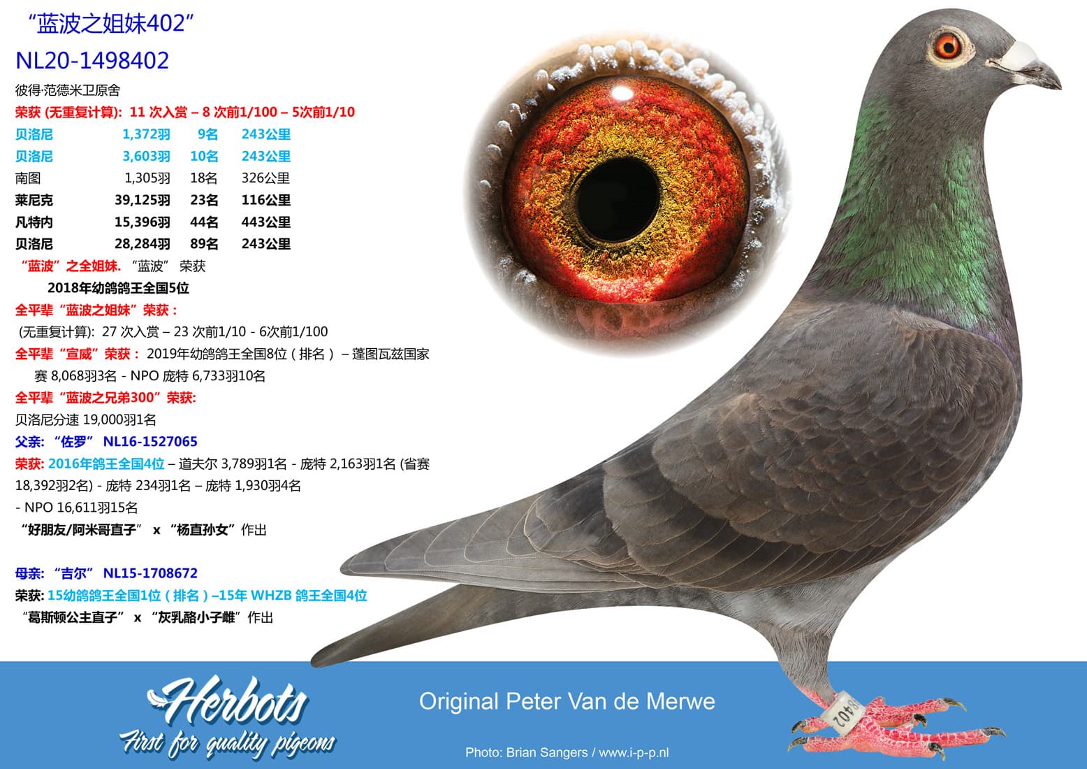 pigeon: undefined