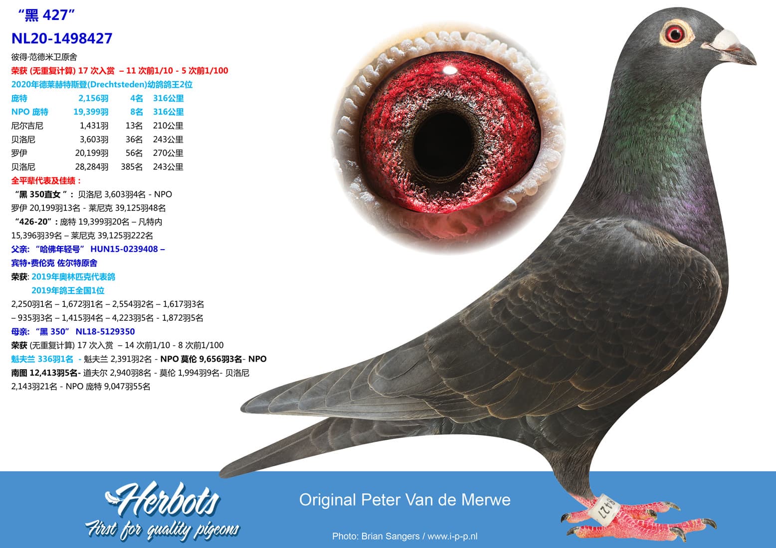 pigeon: undefined