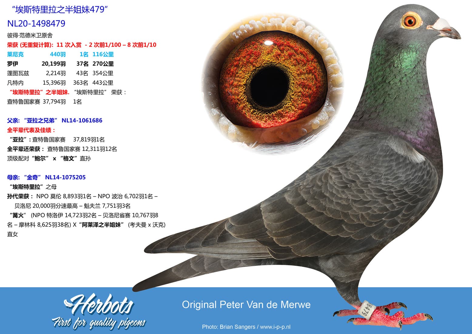 pigeon: undefined