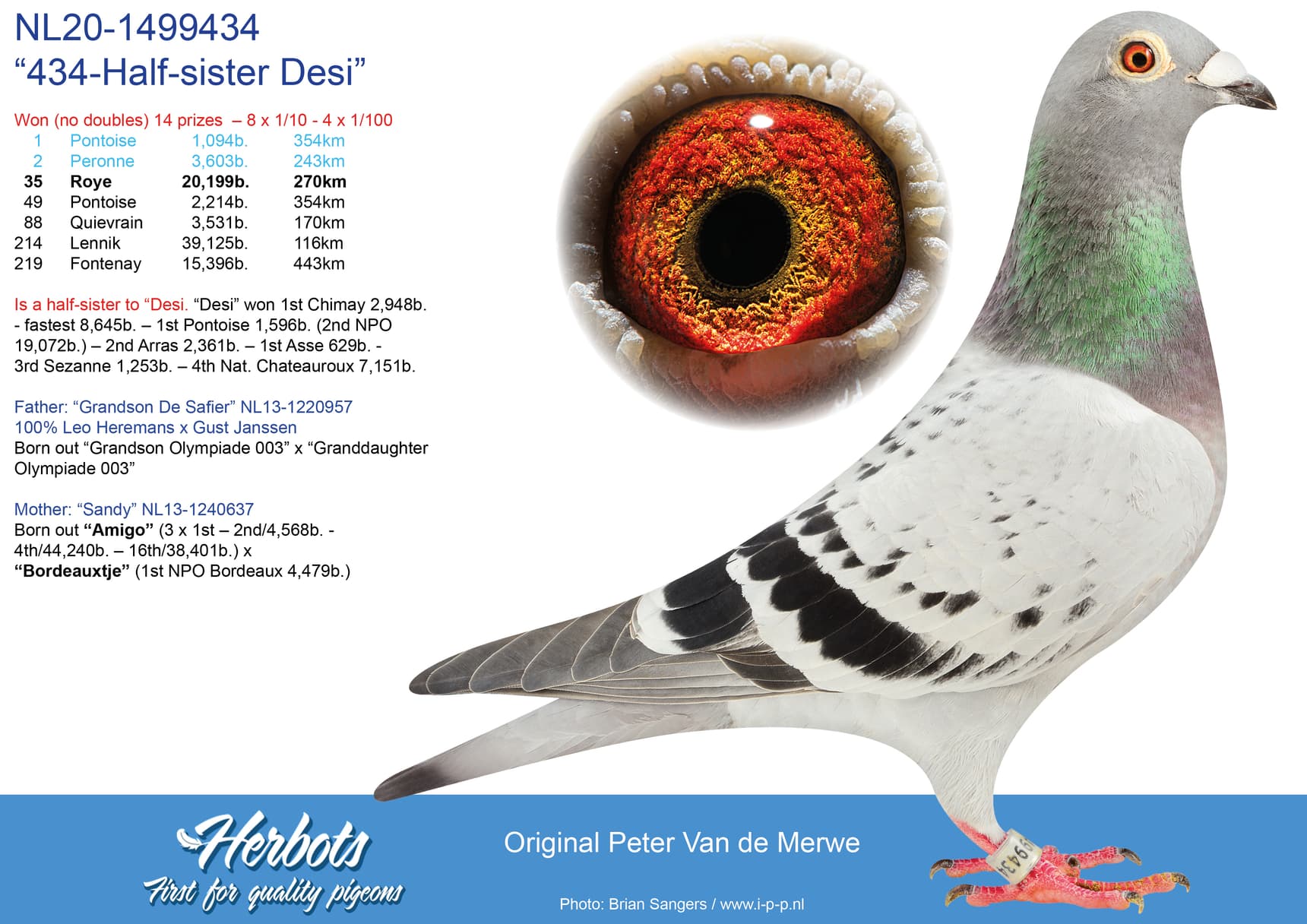 pigeon: “434-Half-sister Desi”
