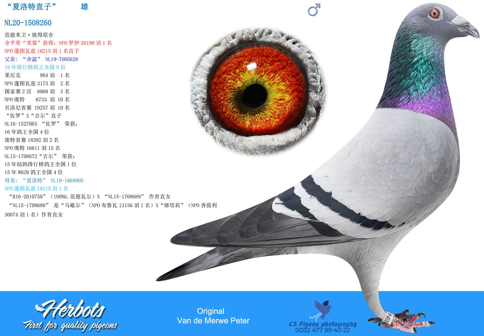 pigeon: undefined