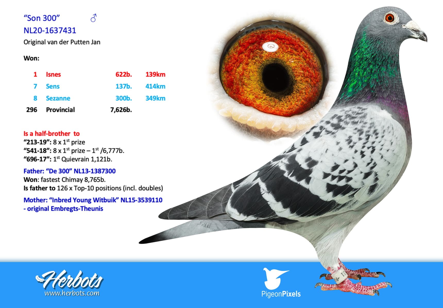pigeon: undefined