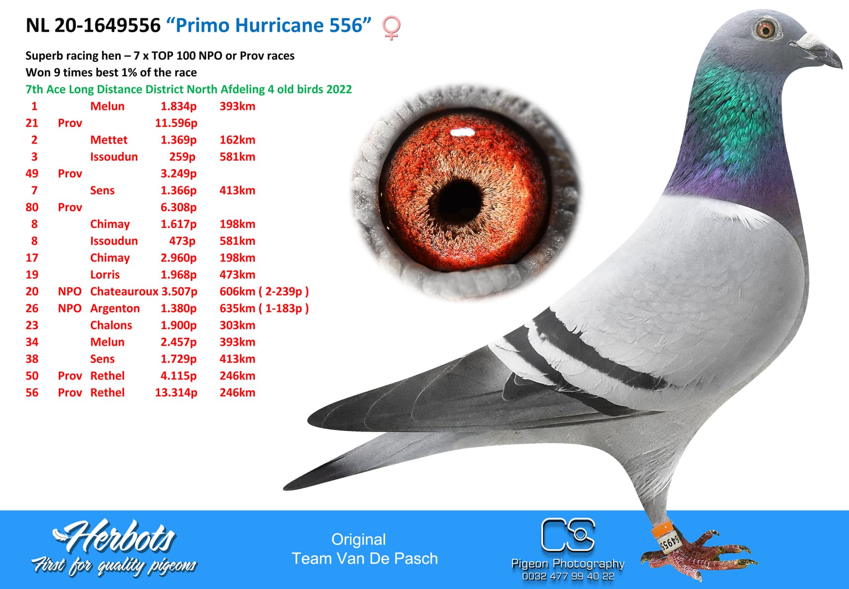 pigeon: “Primo Hurricane 556”