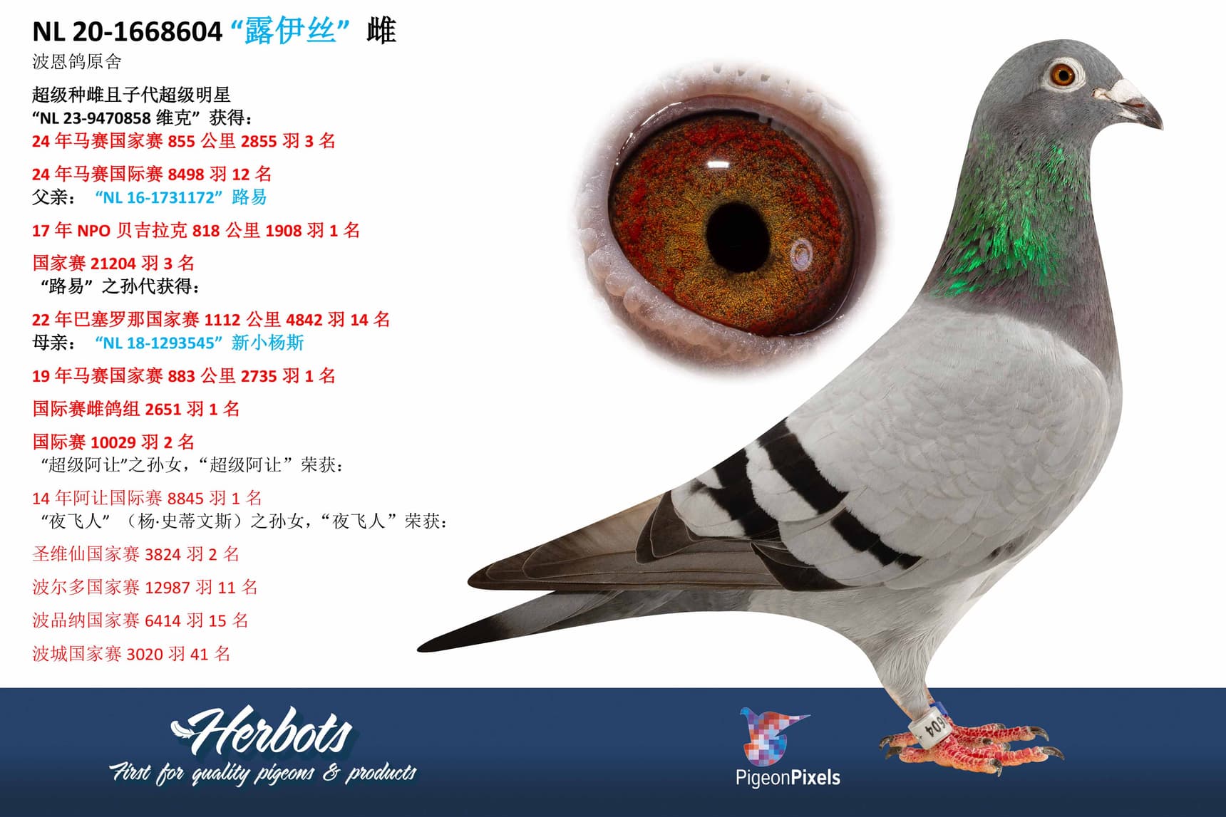 pigeon: undefined