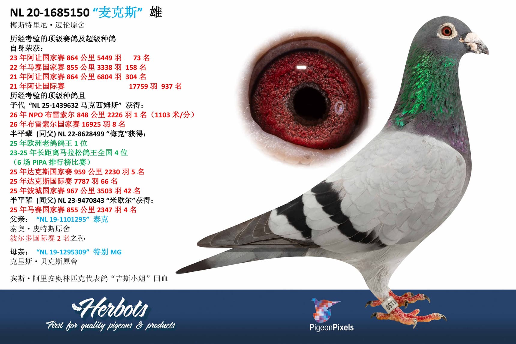 pigeon: undefined