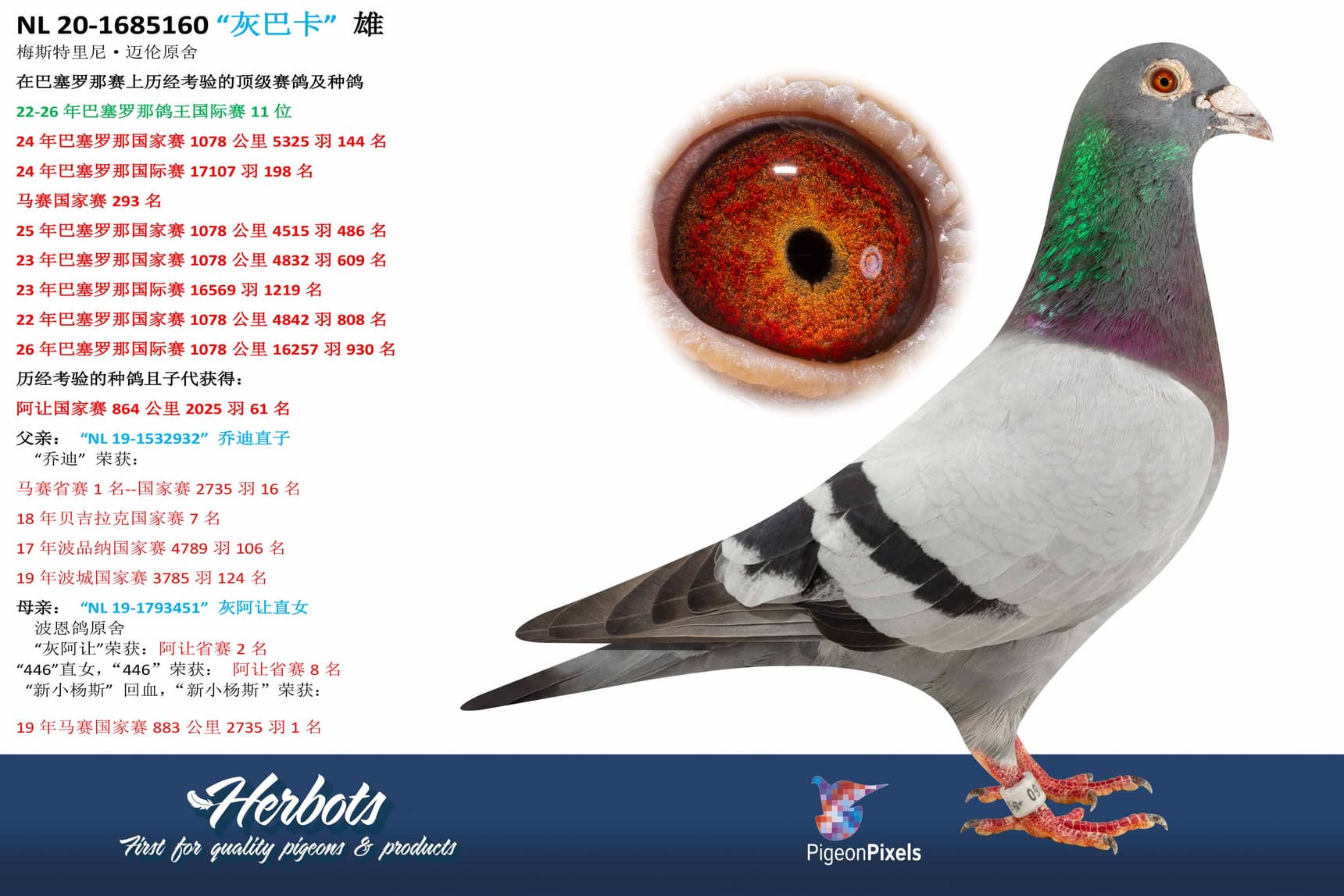 pigeon: undefined