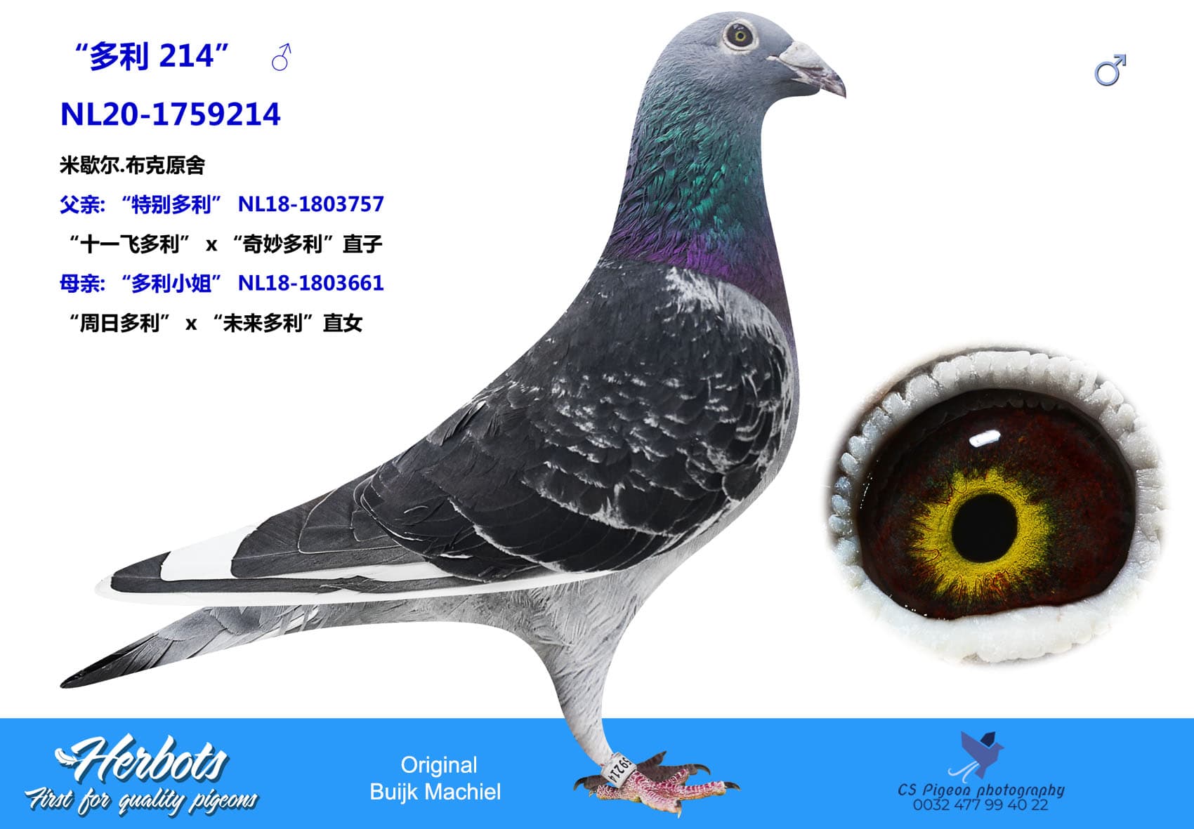 pigeon: undefined