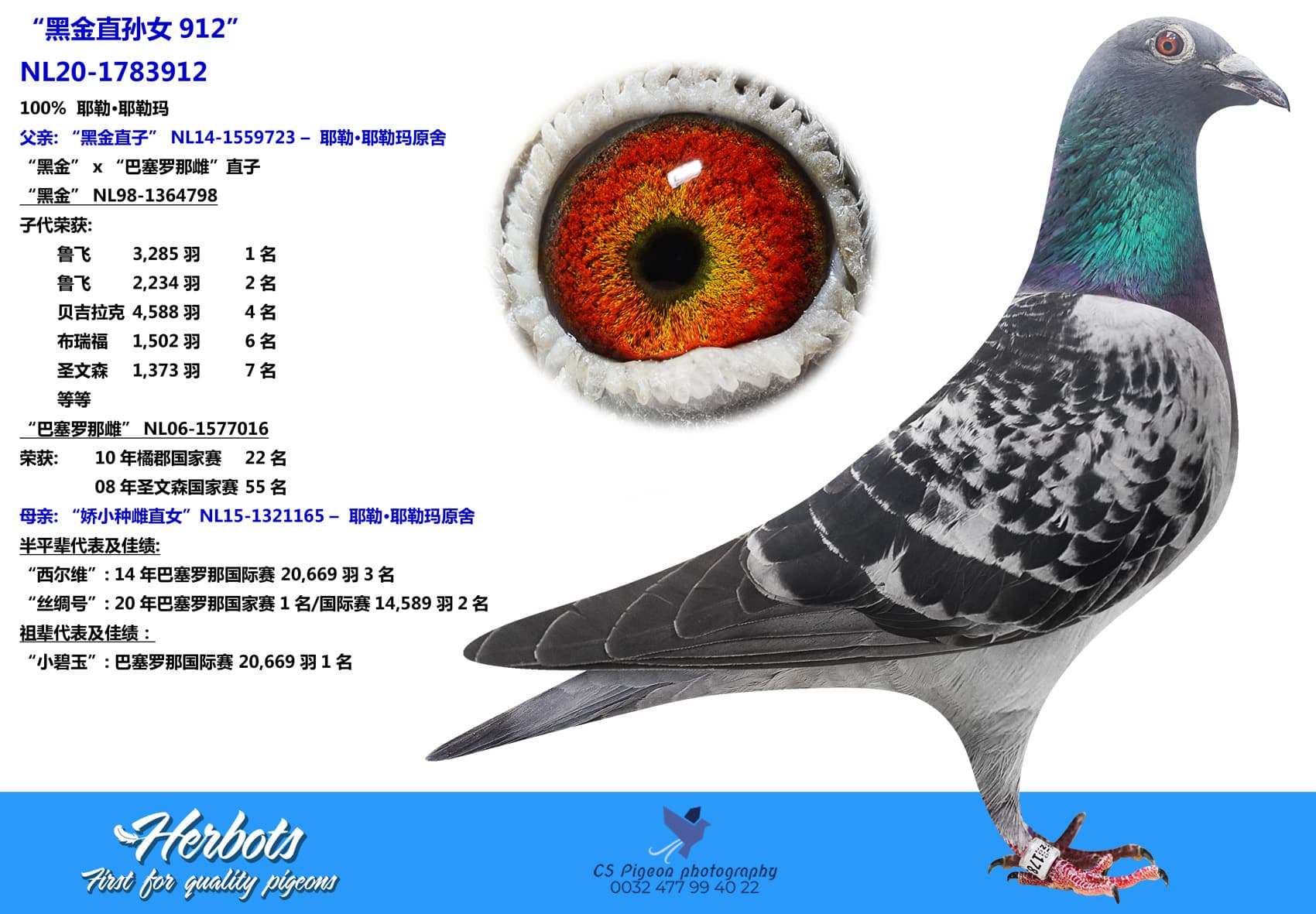 pigeon: “黑金直孙女912”