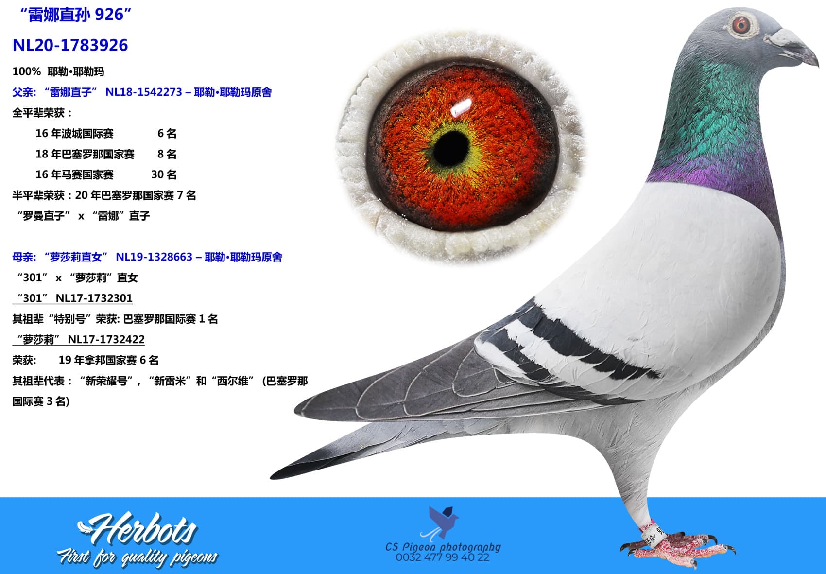 pigeon: “雷娜直孙926”