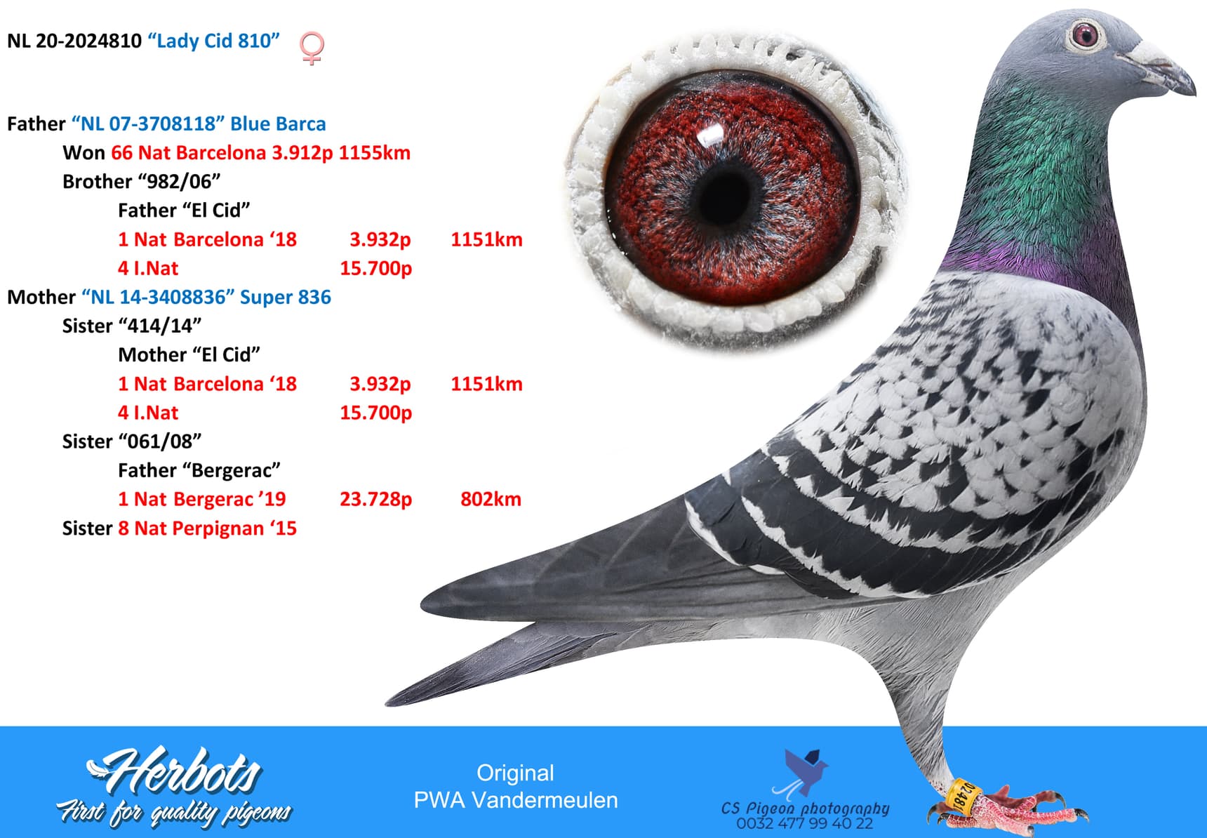 pigeon: “Lady Cid 810”