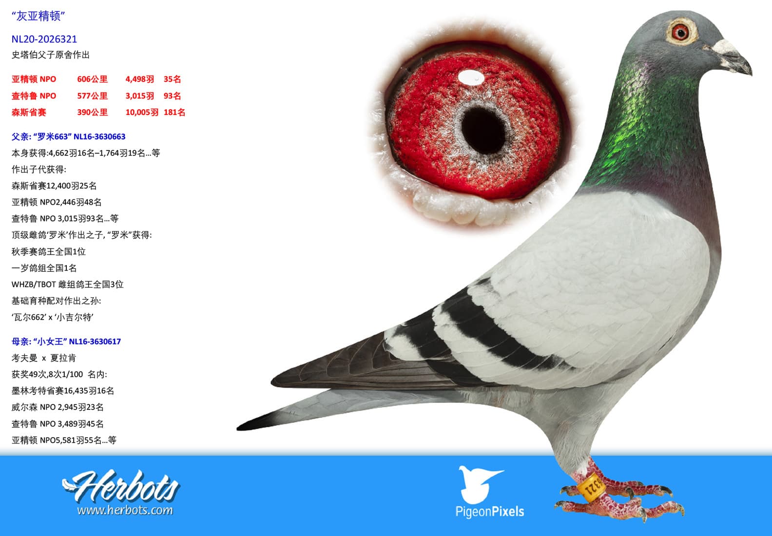 pigeon: undefined