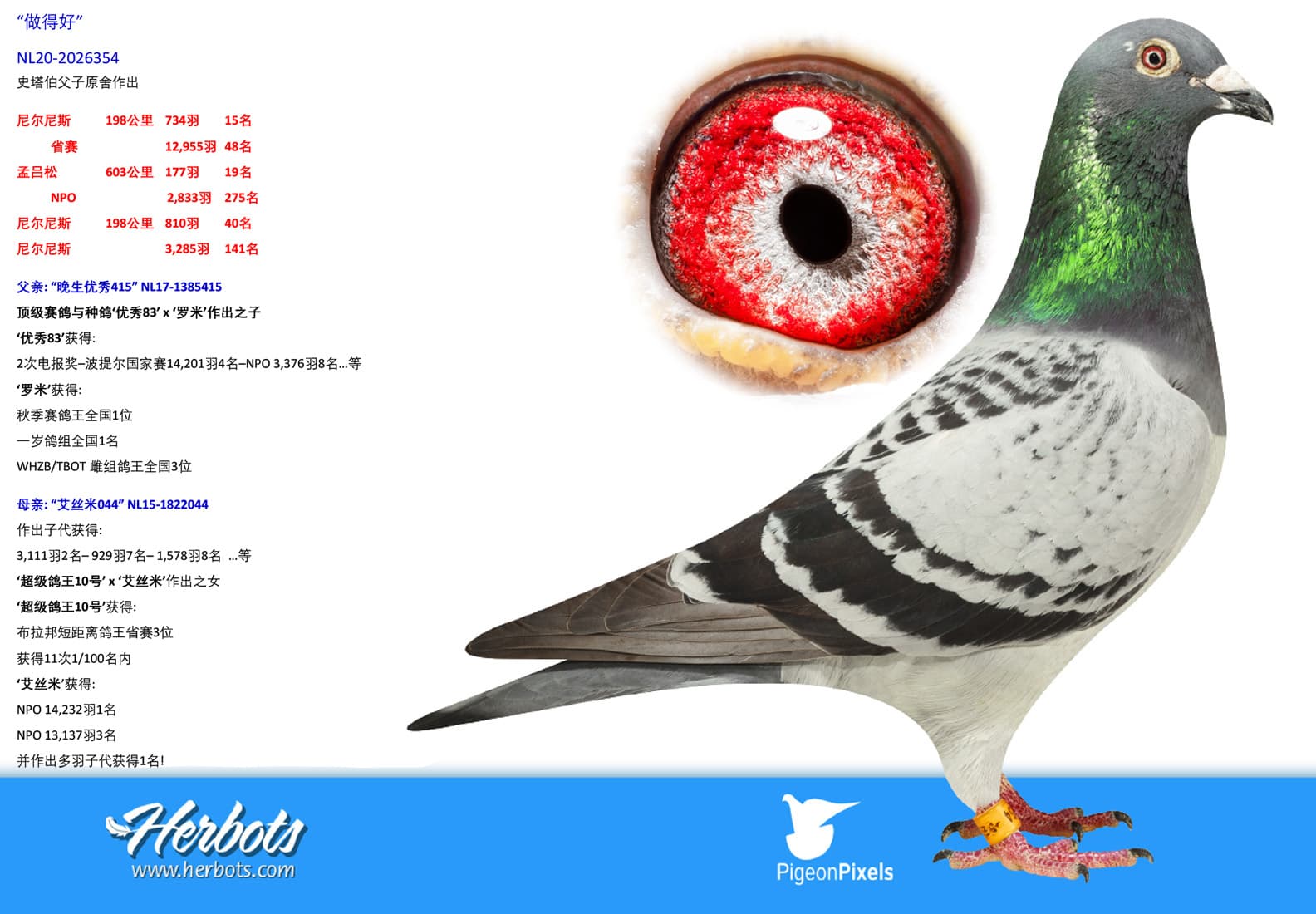 pigeon: undefined