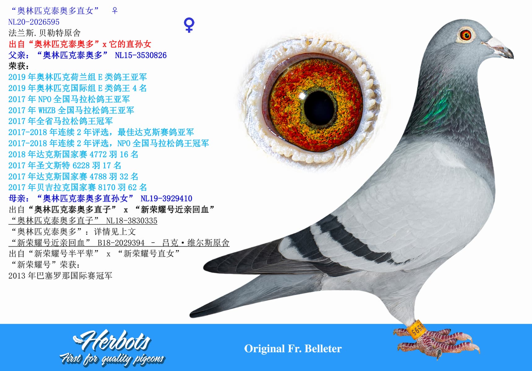 pigeon: undefined