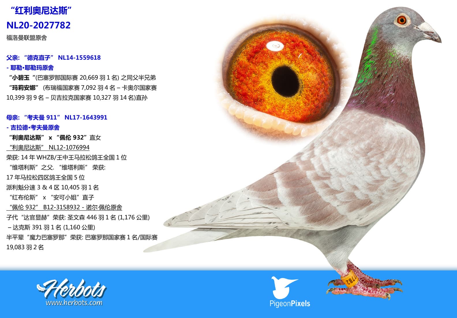 pigeon: undefined