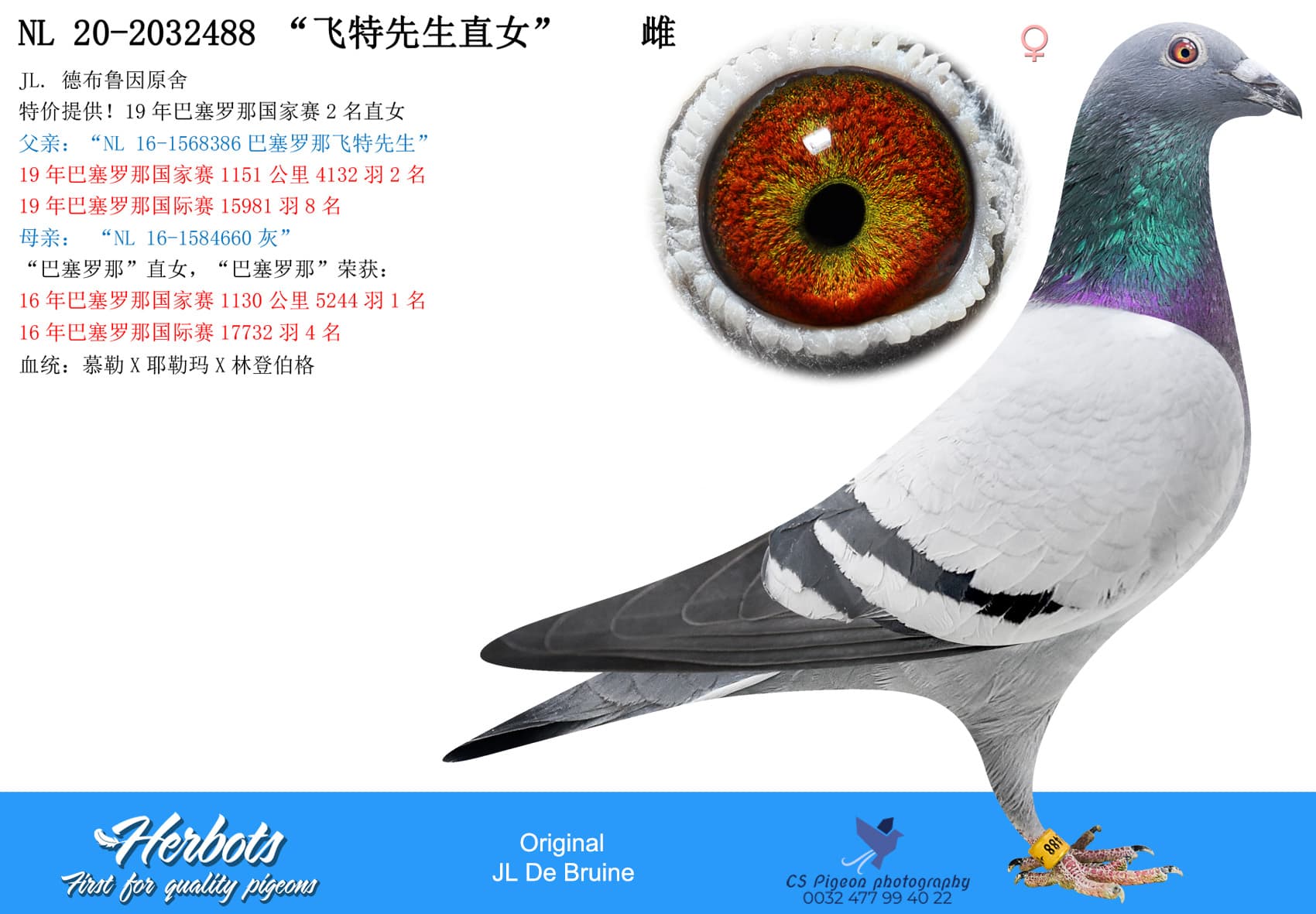 pigeon: undefined