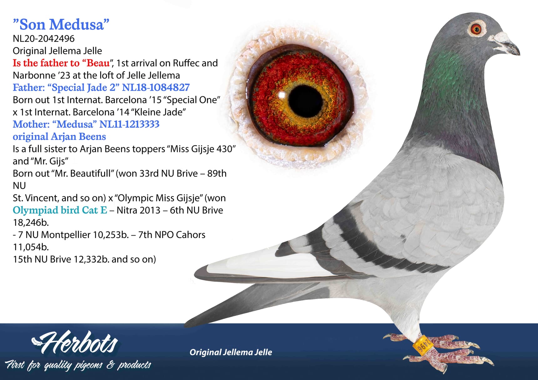 pigeon: undefined