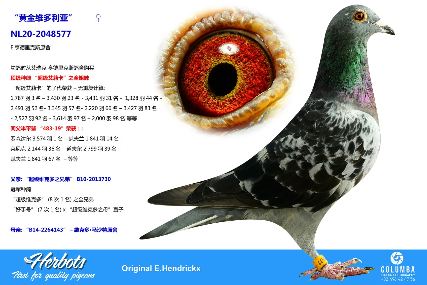 pigeon: undefined