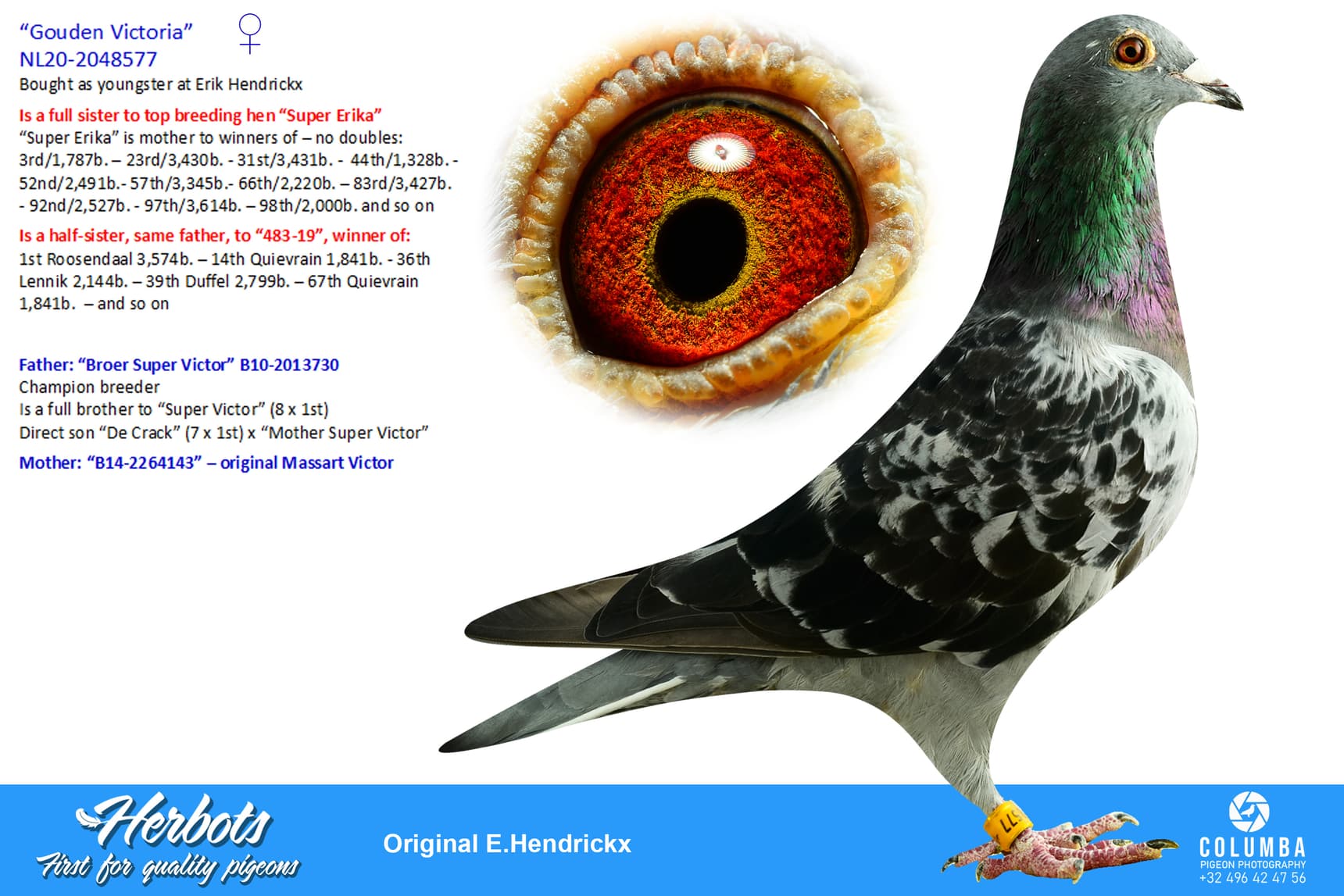 pigeon: undefined