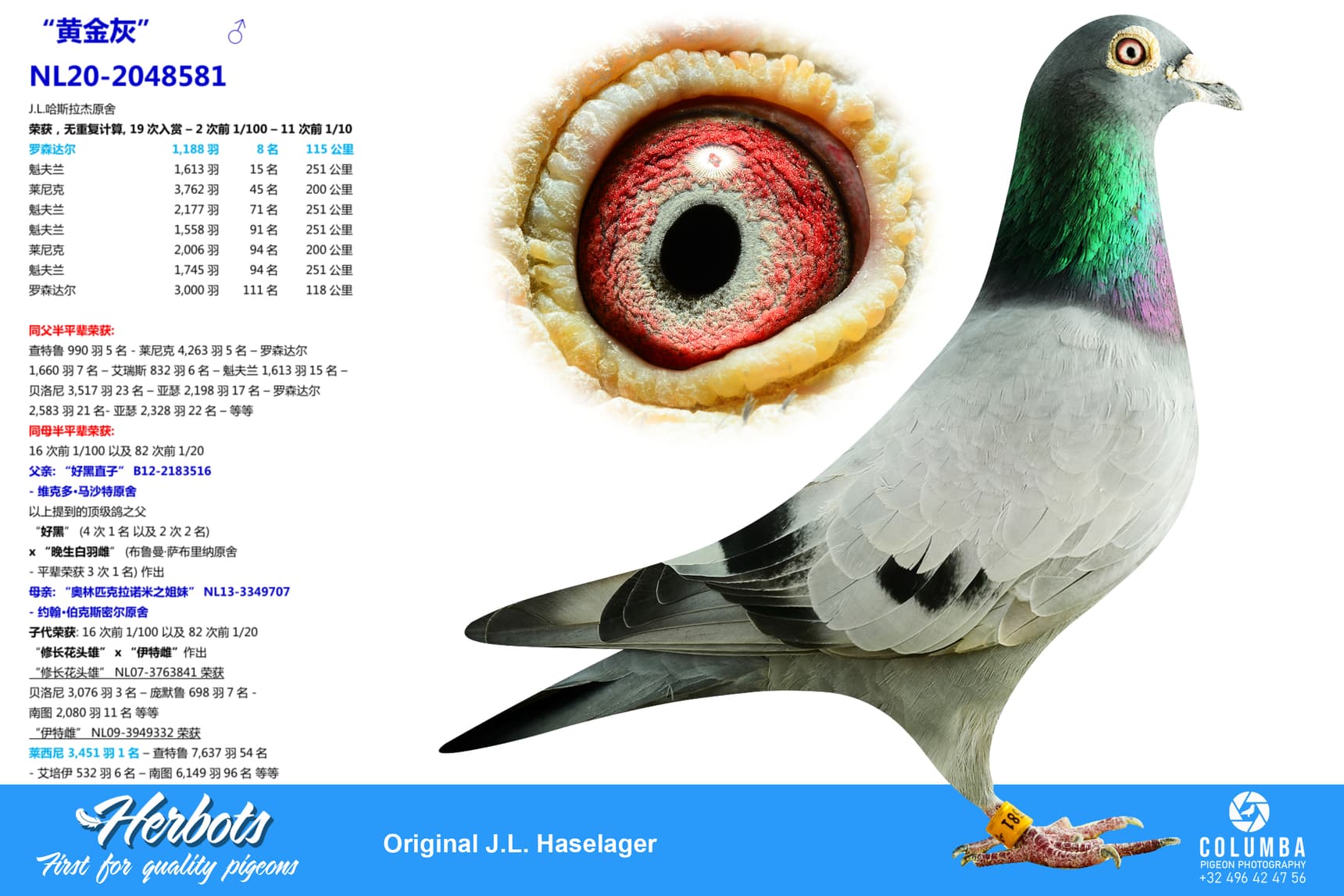 pigeon: undefined