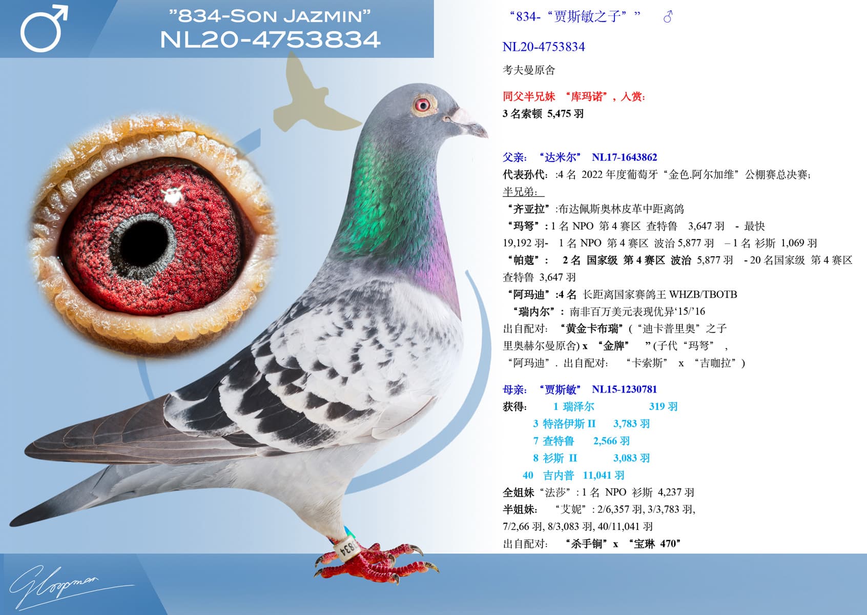 pigeon: undefined