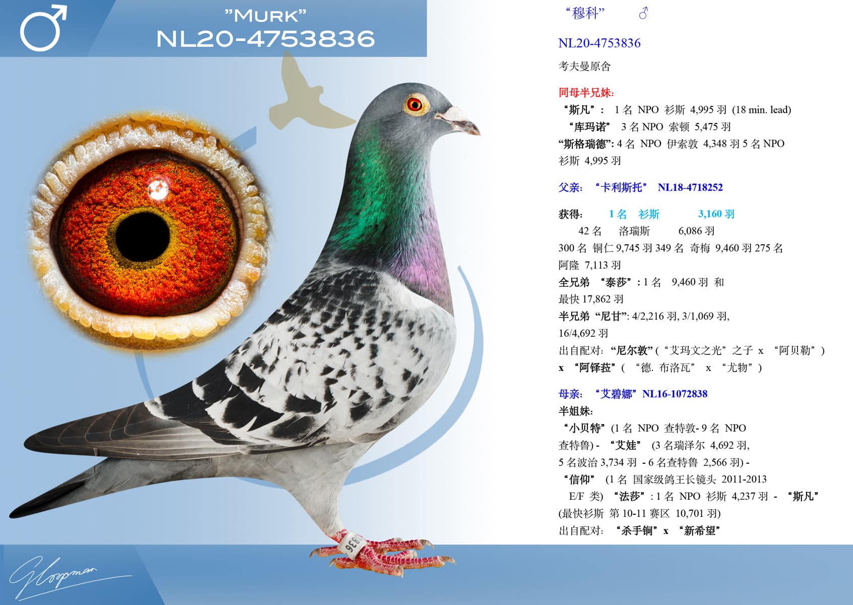 pigeon: undefined