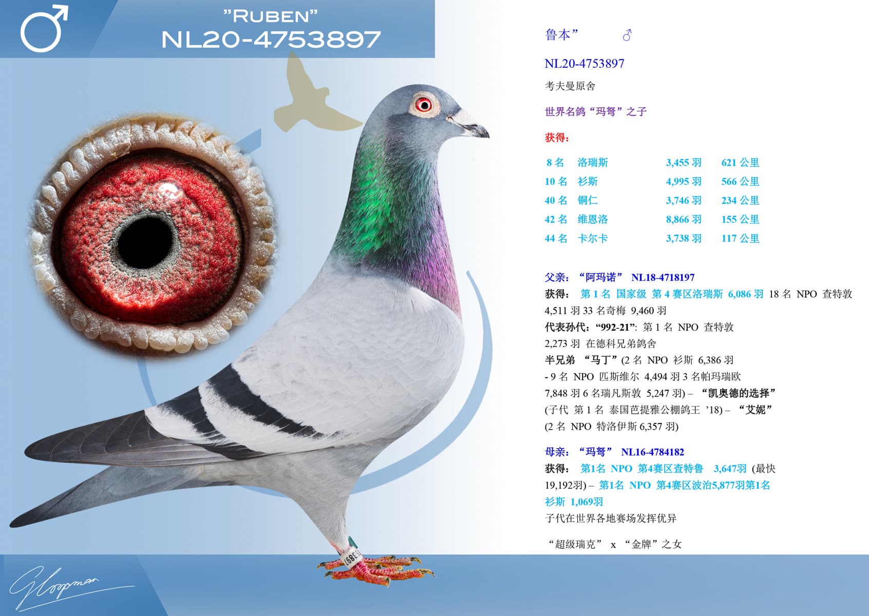 pigeon: undefined