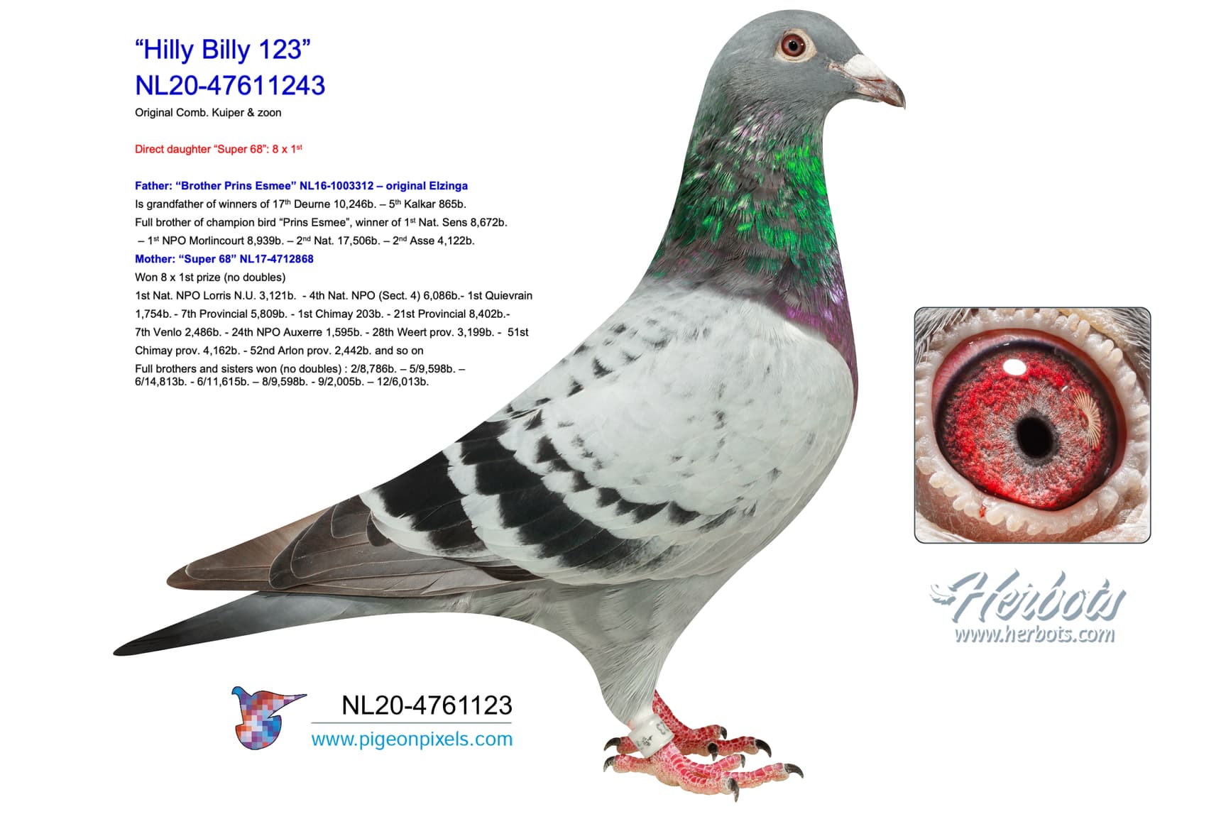pigeon: “Hilly Billy 123”