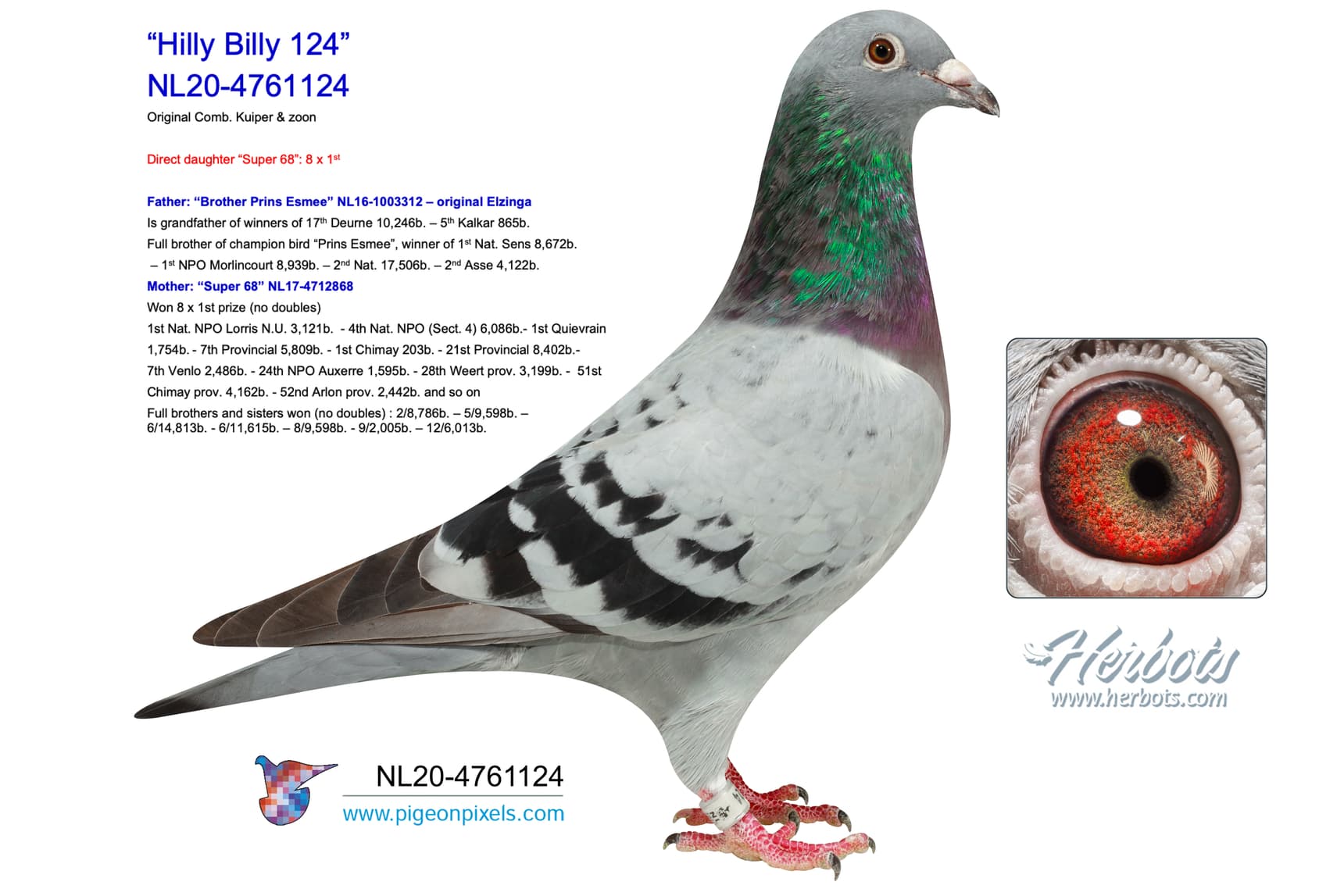pigeon: “Hilly Billy 124”