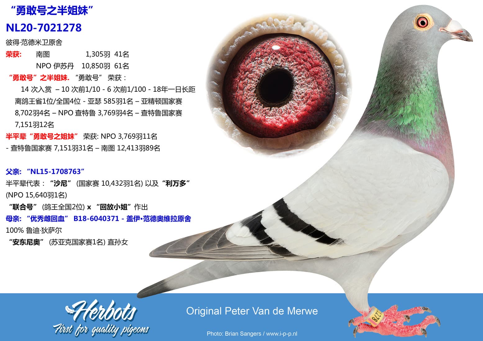 pigeon: undefined