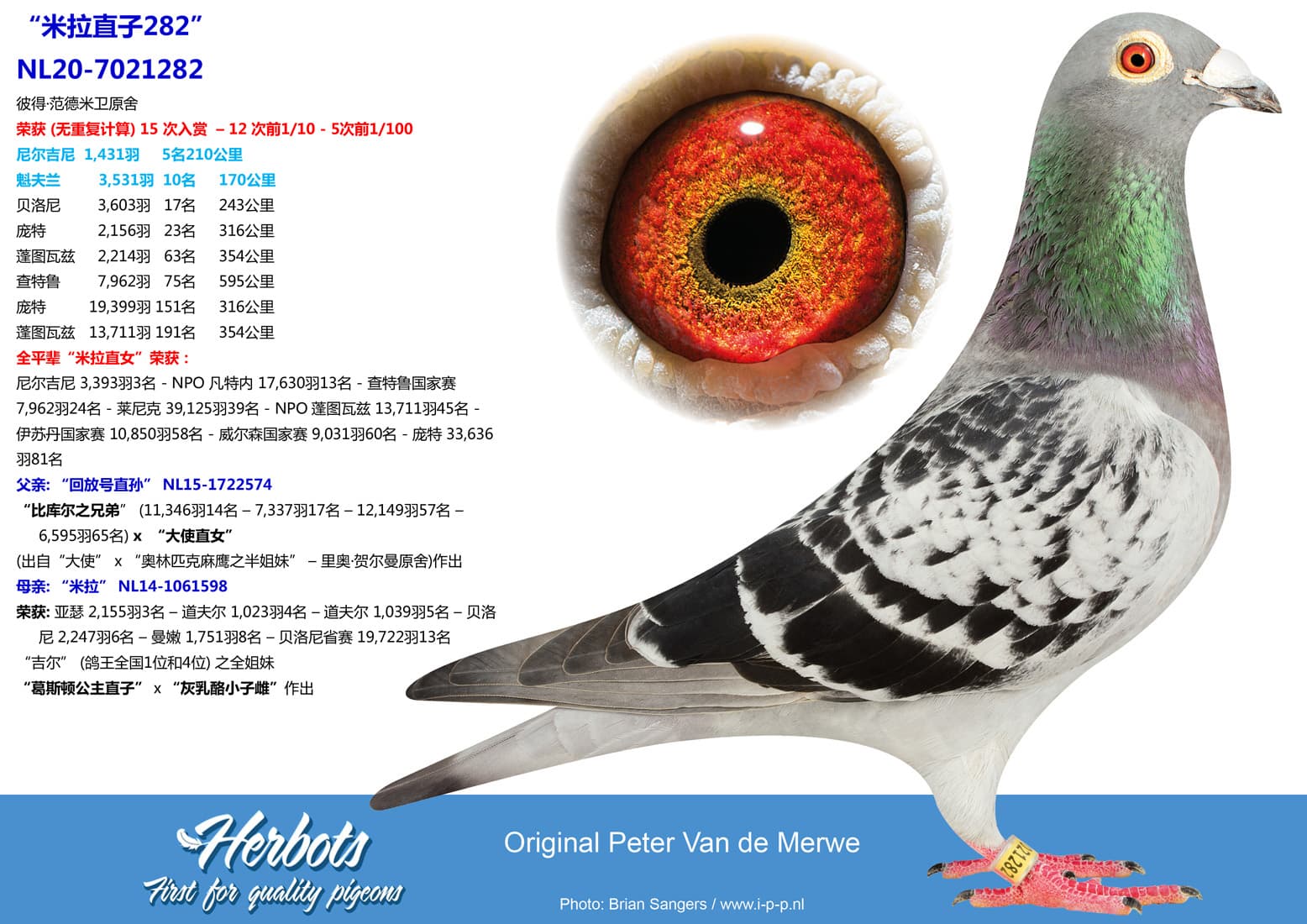 pigeon: undefined