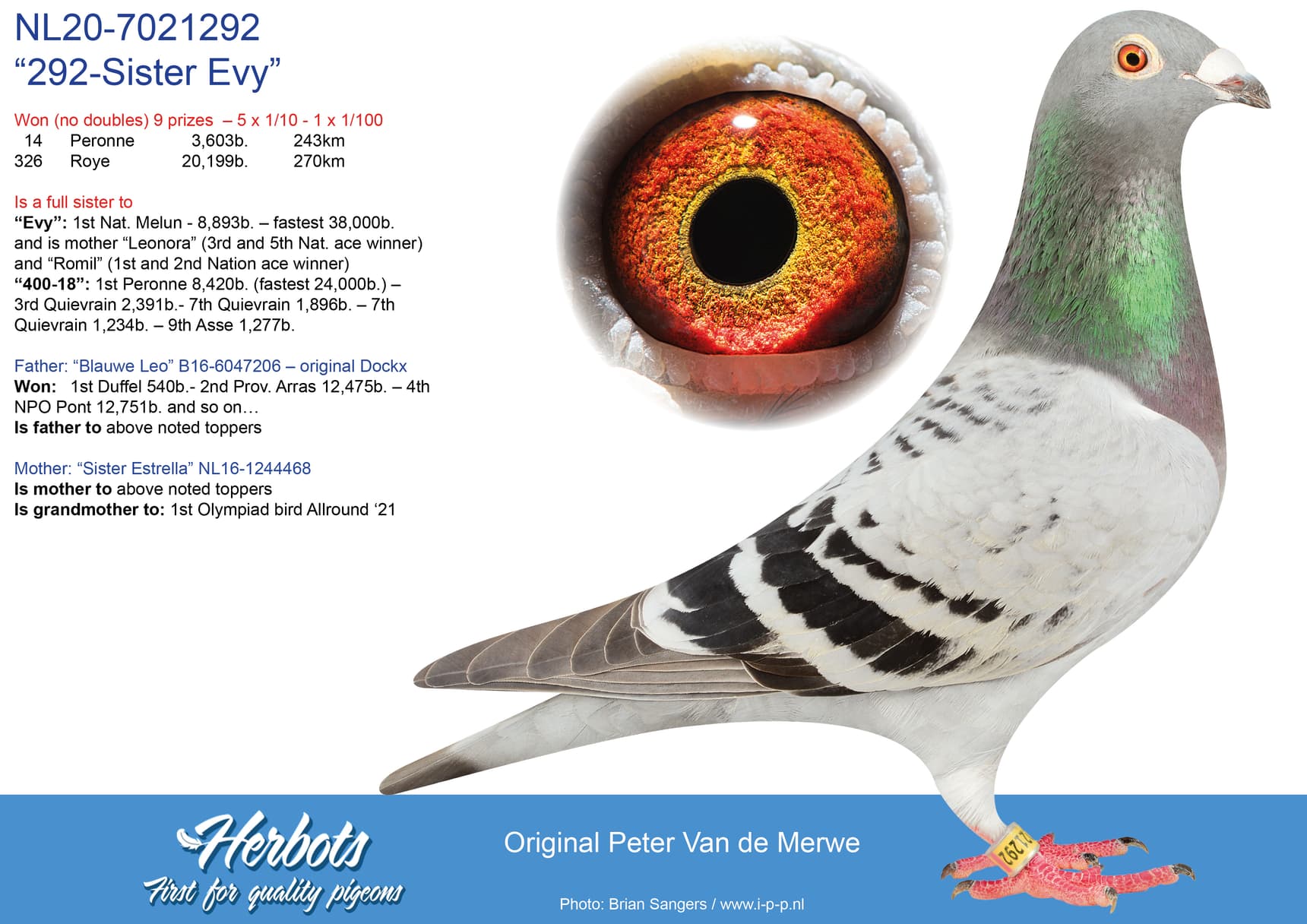 pigeon: “292-Sister Evy”