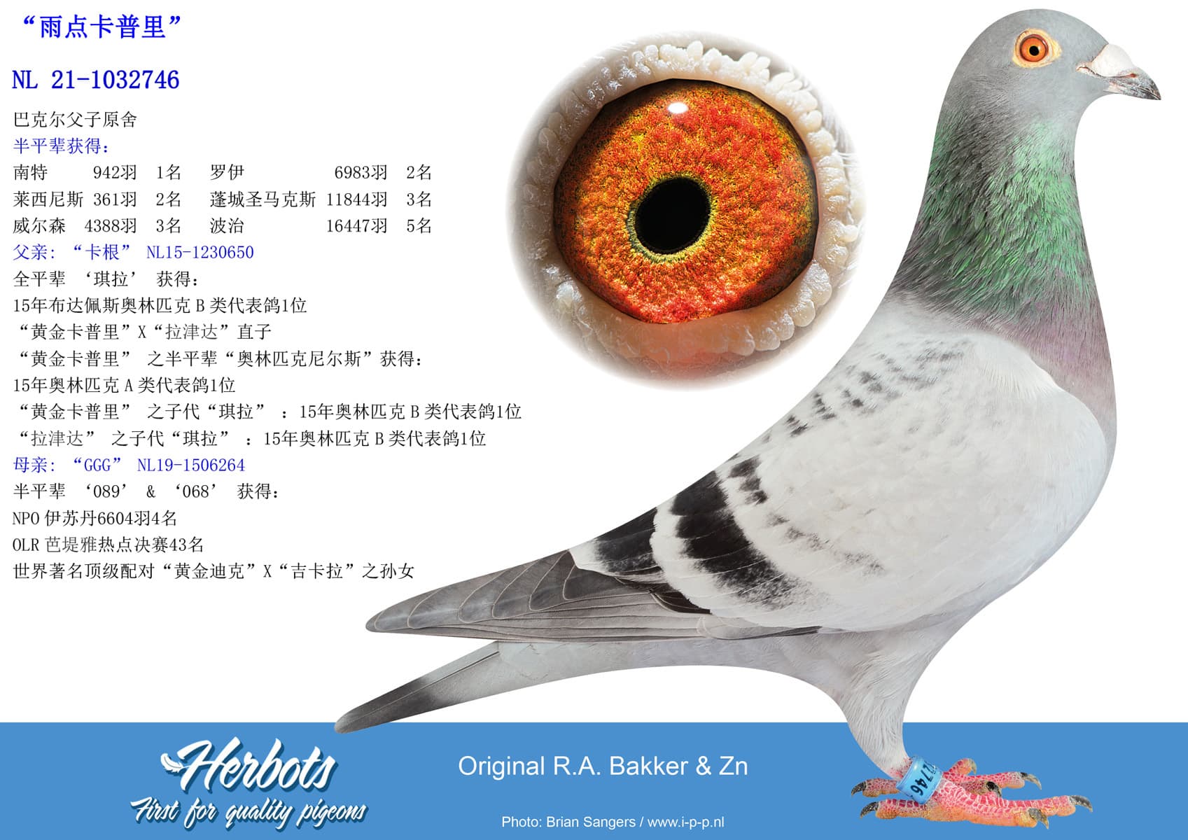 pigeon: “雨点卡普里”