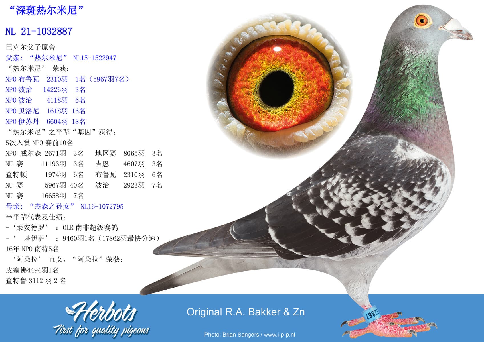 pigeon: undefined