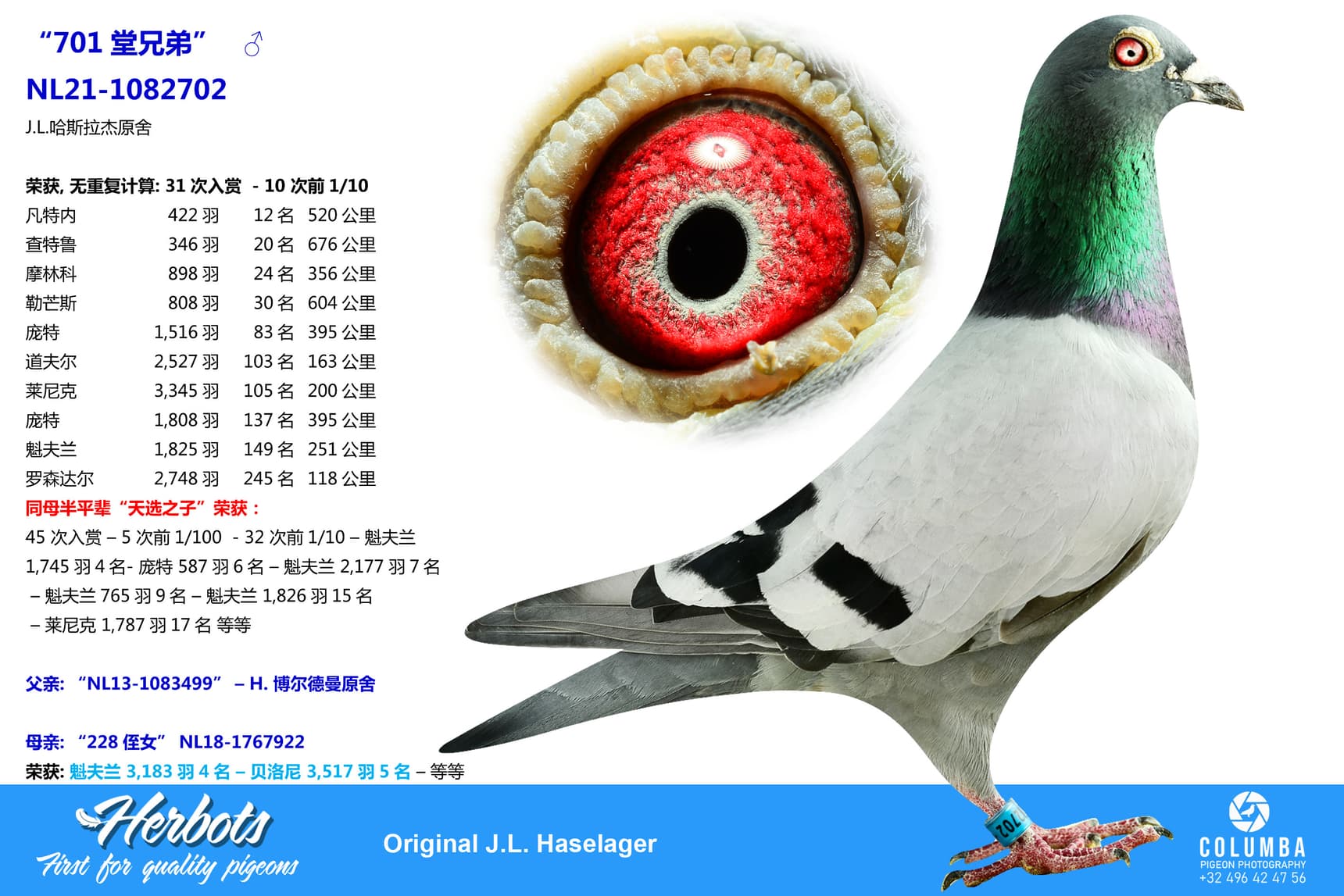 pigeon: undefined