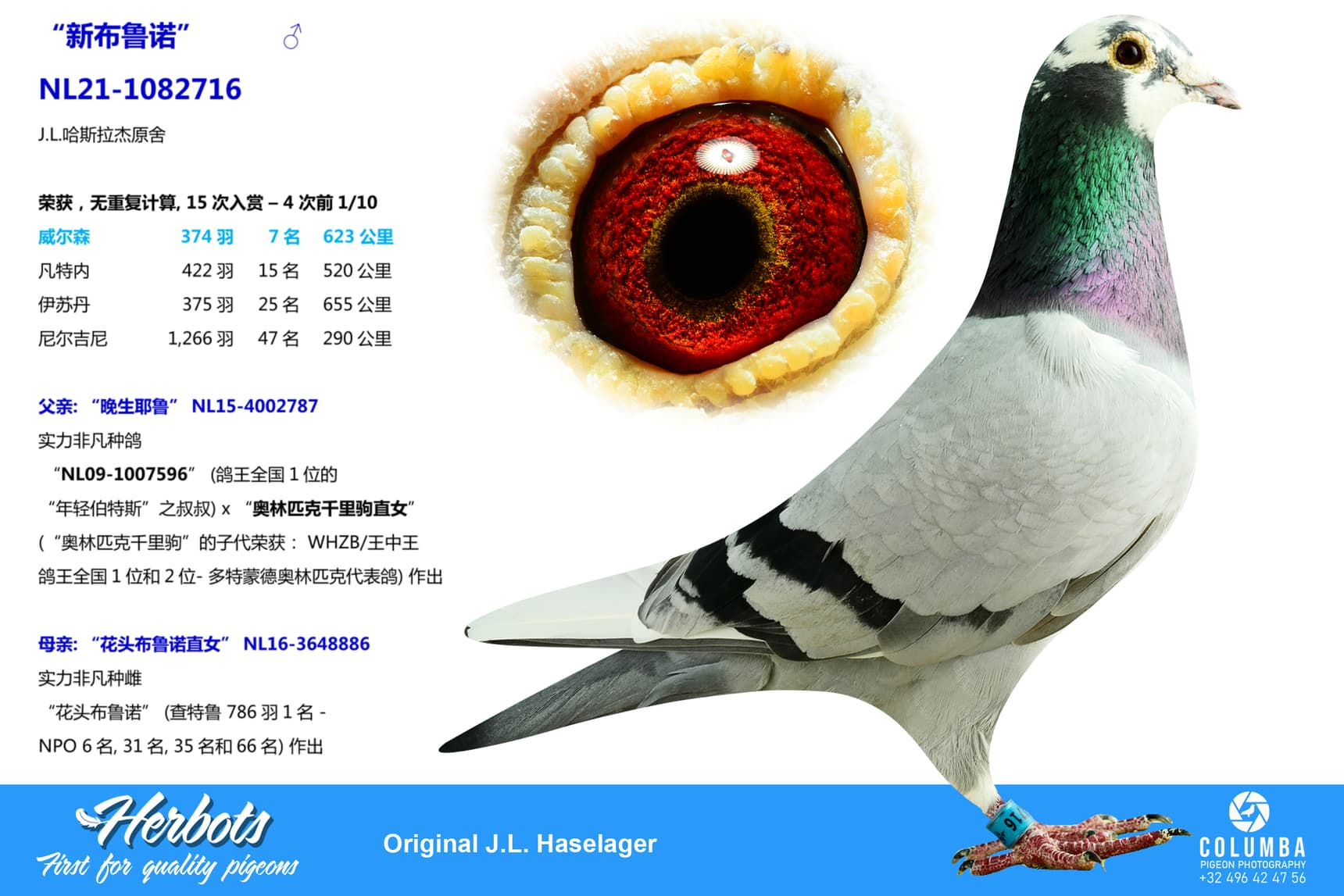 pigeon: undefined