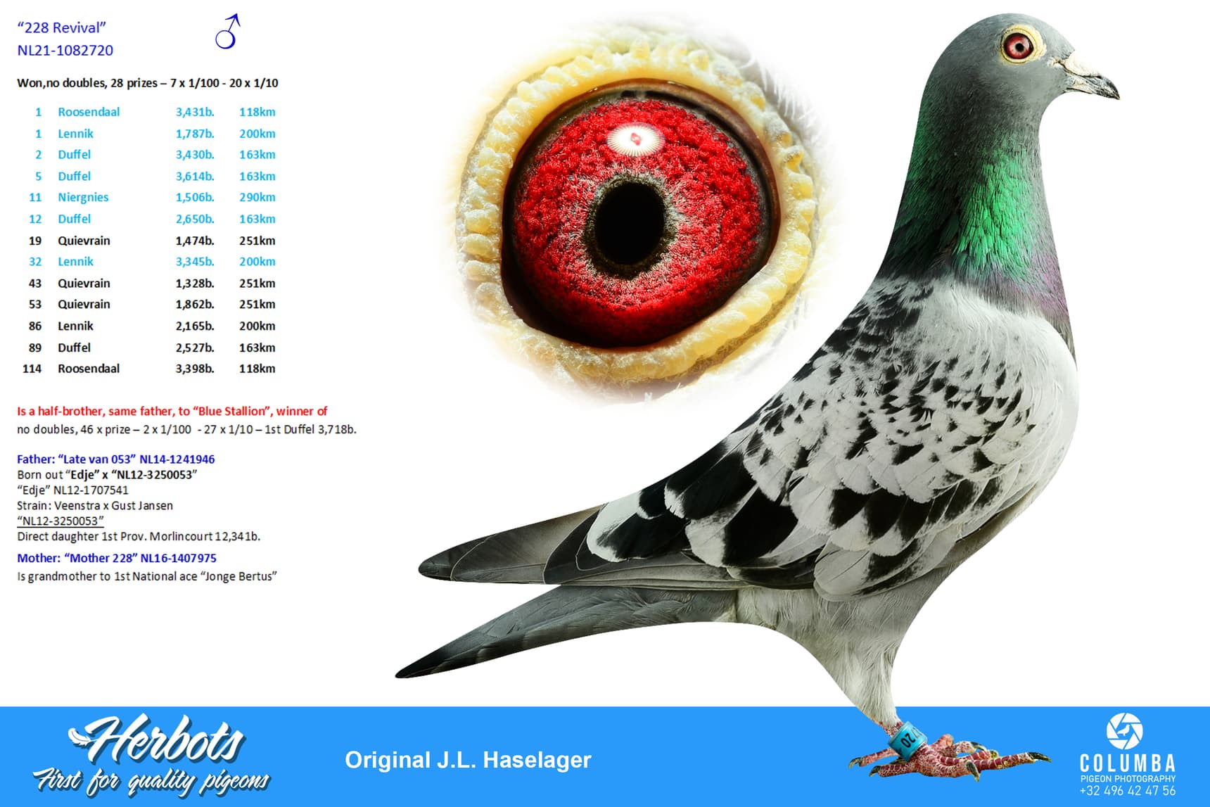 pigeon: undefined