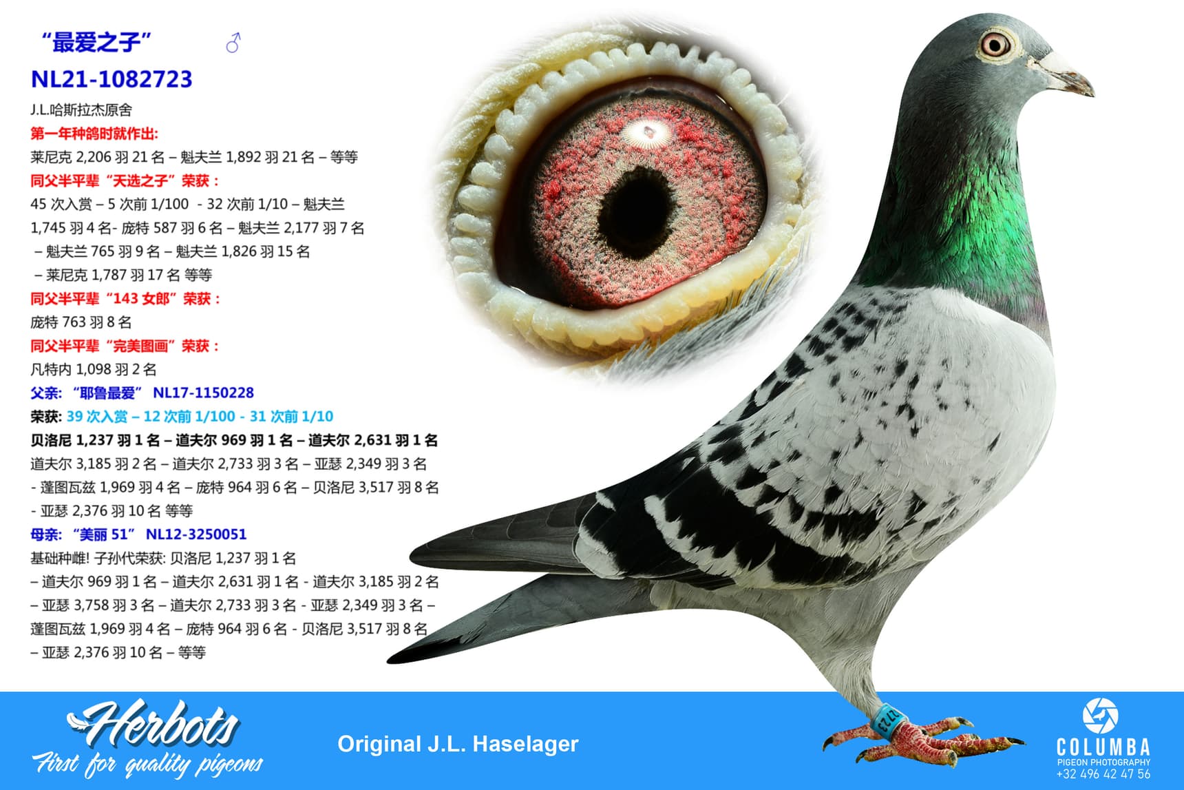pigeon: undefined