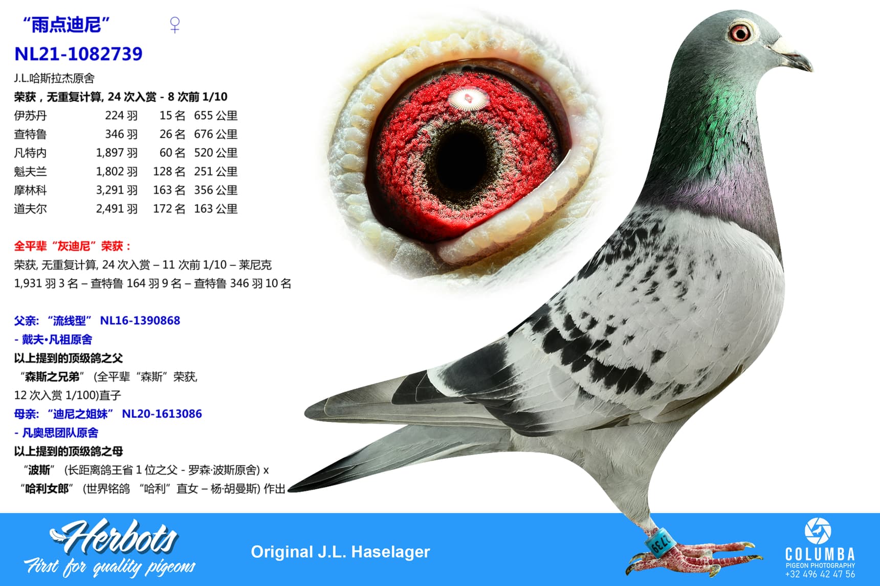 pigeon: undefined